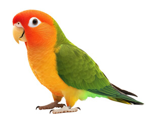 Colorful parrot with vibrant orange, green, and yellow feathers, standing gracefully. This lively bird showcases its striking plumage and charming personality