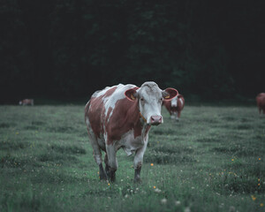 Cow in a meadow field