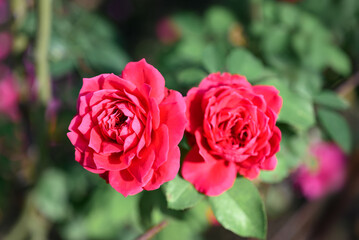 Red roses blooming in ornamental flower garden