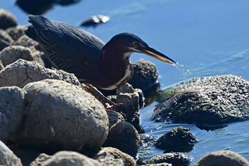 Green Heron Fishing by the  Lake Shore