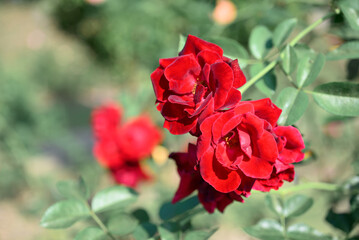 Red roses blooming in ornamental flower garden