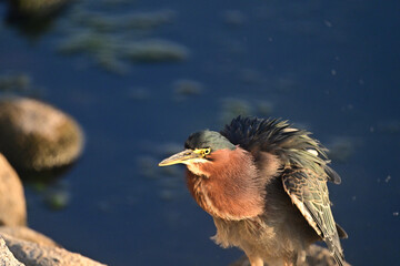 Green Heron shaking off dirt from body