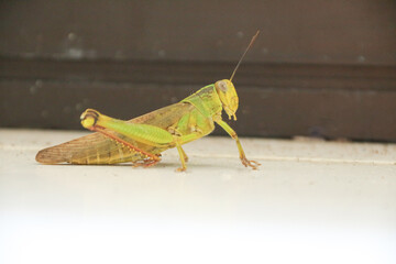Green grasshopper herbivorous insects from the suborder Caelifera in the order orthoptera