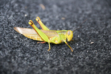 Green grasshopper herbivorous insects from the suborder Caelifera in the order orthoptera