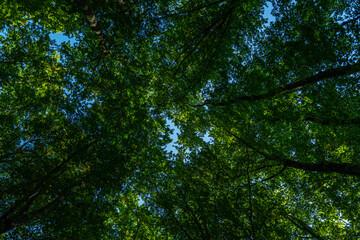 Green forest and nature. Nature green leaf on blurred greenery background with copy space. Natural green plants landscape, ecology wallpaper concept. Green texture background. Tree bokeh.