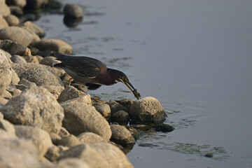 Green Heron Fishing by the  Lake Shore
