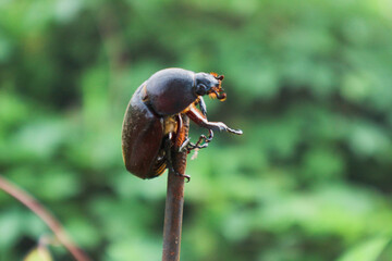 Bark beetle - Phloeosinus aubei. Phloeosinus aubei is a species of bark beetle in the family Curculionidae.
