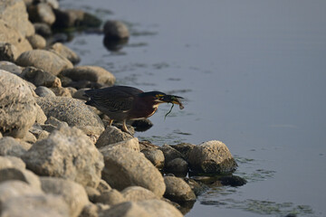 Green Heron Fishing by the  Lake Shore
