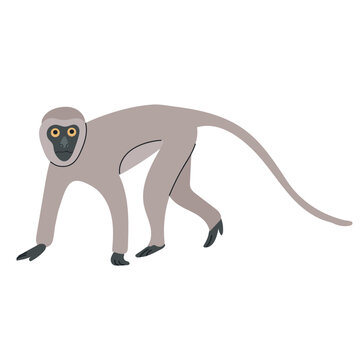 Vervet monkey icon clipart avatar logotype concepte isolated illustration