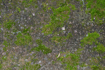 green moss texture background in the wall