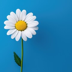 Naklejka premium Vibrant daisy flower against blue background nature photography floral art minimalist design