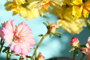 pink flowers in the garden