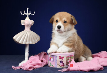 Cute little Welsh Corgi Pembroke puppy on blue background