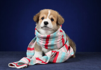 Cute little Welsh Corgi Pembroke puppy in a striped scarf