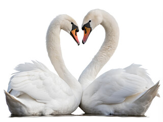 Fototapeta premium Two Swans forming heart shape, cut out. on white background