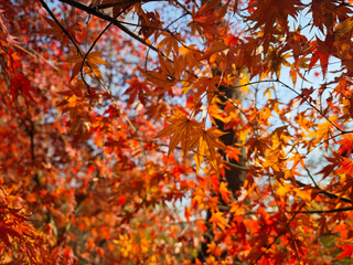 groups of autumn leaves in the sunny afternoon in the park
