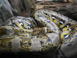 close up of a colorful python in the zoo