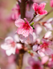 A close up of a pink flower with a few petals missing