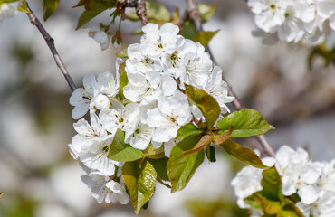 A tree with white flowers is in full bloom