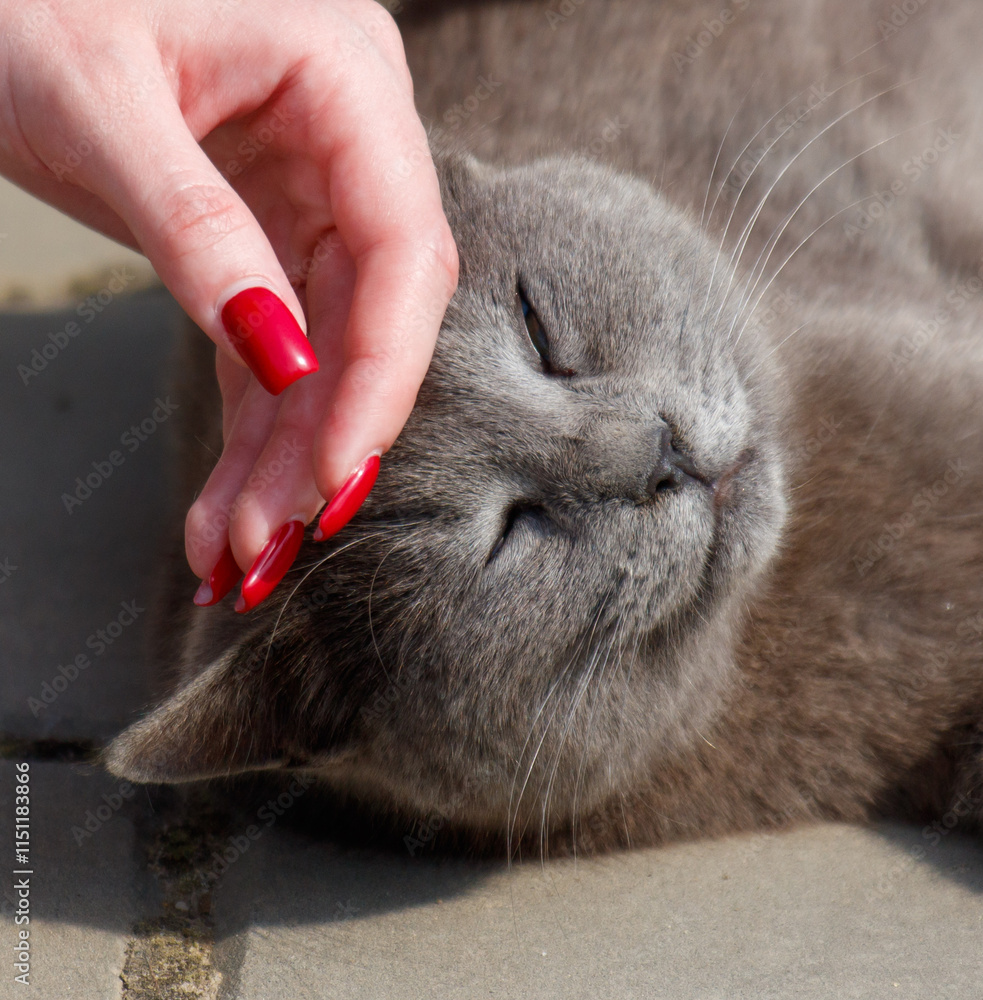 Wall mural A grey cat is sleeping on a floor with a person's hand on it