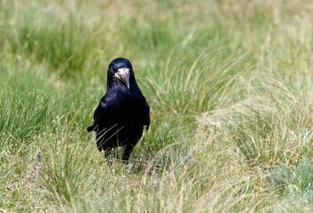 A black bird is walking through tall grass