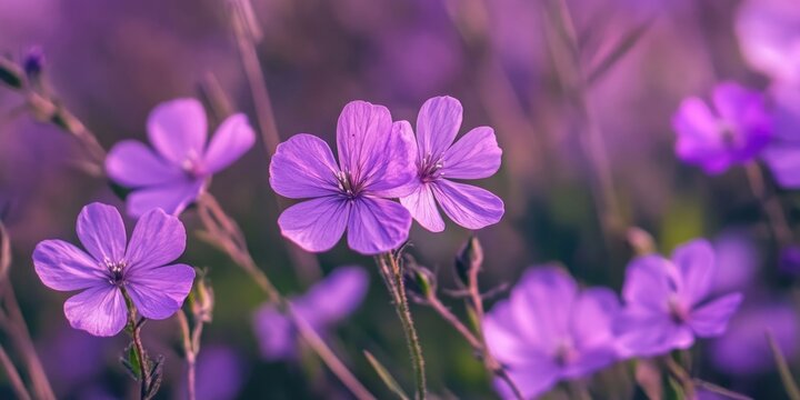Close up view of stunning purple wildflowers showcasing their vibrant colors and delicate details, perfect for capturing the essence of nature s beauty in purple wildflowers.