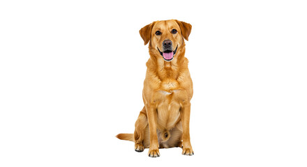 golden retriever isolated on transparent background