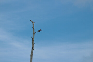 Dry tree branches on a blue sky background