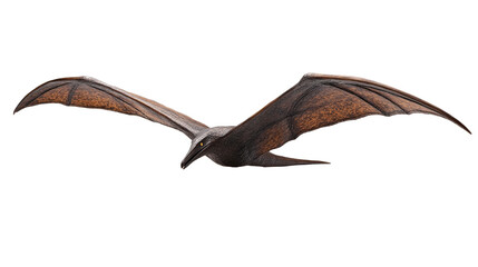 Fototapeta premium Pterosaur Pteranodon available PNG on white background