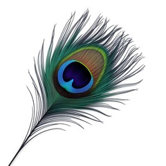 Obraz premium A beautiful peacock feather