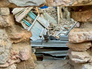 Stray Cat Resting Amid Ruins Seen Through a Rustic Stone Wall