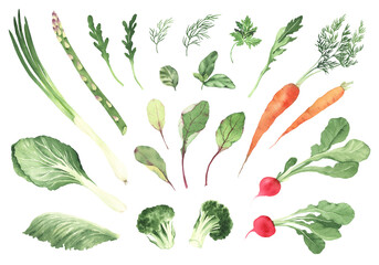 Watercolor set of hand drawn fresh healthy food, collection leaves of salad, vegetables and herbs. Colorful green isolated set for your design.