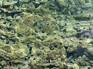 Sea urchins in clear water on the sea floor.