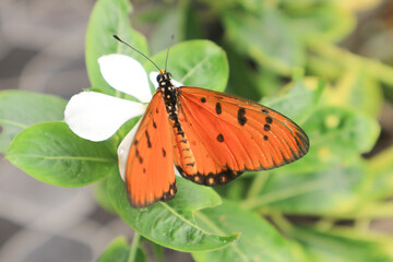 Danaus chrysippus, also known as the plain tiger is a medium-sized butterfly widespread in Asia, Australia and Africa