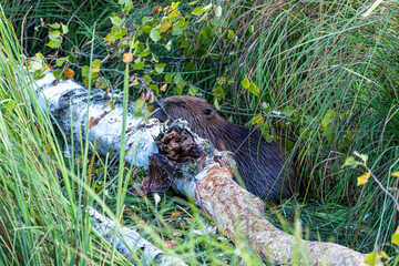 Ein Biber (Castor fiber) frißt in der Dämmerung am Stamm einer Birke die Rinde 