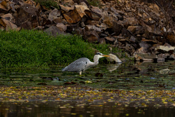 A grey heron (Ardea cinerea) searching for food in a pond, Japan.