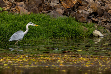 A grey heron (Ardea cinerea) searching for food in a pond, Japan.
