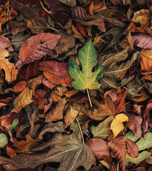 seamless fallen leaves on the ground, top view. Nature background.