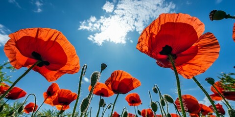 Obraz premium Vibrant corn poppy flowers Papaver rhoeas bloom in a meadow under a sunny blue sky. This low angle view highlights the striking red of the corn poppy, offering stunning detail and copy space.