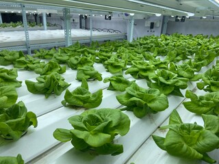 lettuce in a greenhouse, lettuce