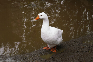 A white duck standing by a muddy water edge in a tranquil natural setting, observing the rippling water during a calm afternoon