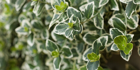 Euonymus japonicus. Euonymus japonicus bush with bright yellow  leaves. Background with green  leaves closeup.
