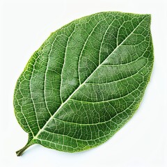A single leaf, captured in stunning detail