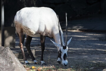 アラビアオリックス