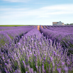 Obraz premium lavender field region