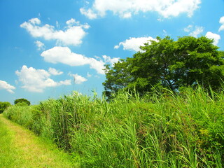 葦の生える初夏の江戸川河川敷風景