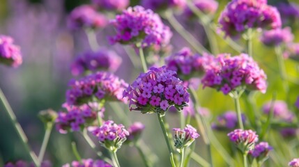 Vibrant Purple Verbena Flowers in a Garden