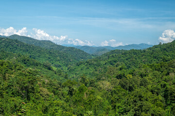 Obraz premium Beautiful forest in nation park at morning light. Nature background.