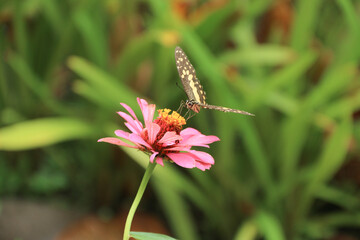 Danaus chrysippus, also known as the plain tiger is a medium-sized butterfly widespread in Asia, Australia and Africa