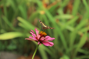 Danaus chrysippus, also known as the plain tiger is a medium-sized butterfly widespread in Asia, Australia and Africa